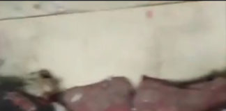 Alto diplomático estadounidense: «¡Acusar a Israel de genocidio no es antisemitismo!»