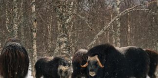 La población de bueyes almizcleros reasentados en Yakutia se ha multiplicado por 42