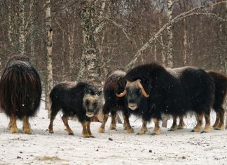 La población de bueyes almizcleros reasentados en Yakutia se ha multiplicado por 42