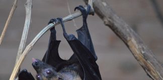 Investigadores chinos descubren un nuevo coronavirus de murciélago similar al COVID-19