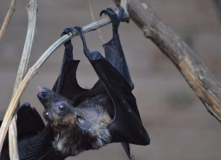 Investigadores chinos descubren un nuevo coronavirus de murciélago similar al COVID-19