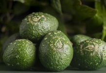 ¿Aguacates ecológicos de selva tropical en la Fruit Logistica?