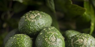 ¿Aguacates ecológicos de selva tropical en la Fruit Logistica?