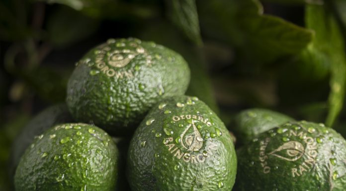 ¿Aguacates ecológicos de selva tropical en la Fruit Logistica?