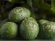 ¿Aguacates ecológicos de selva tropical en la Fruit Logistica?