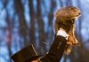 Seis semanas más de invierno: la profecía de Punxsutawney Phil