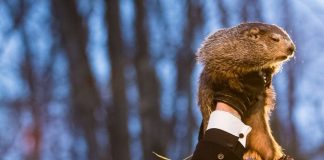 Seis semanas más de invierno: la profecía de Punxsutawney Phil