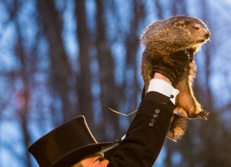 Seis semanas más de invierno: la profecía de Punxsutawney Phil