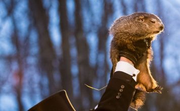 Seis semanas más de invierno: la profecía de Punxsutawney Phil