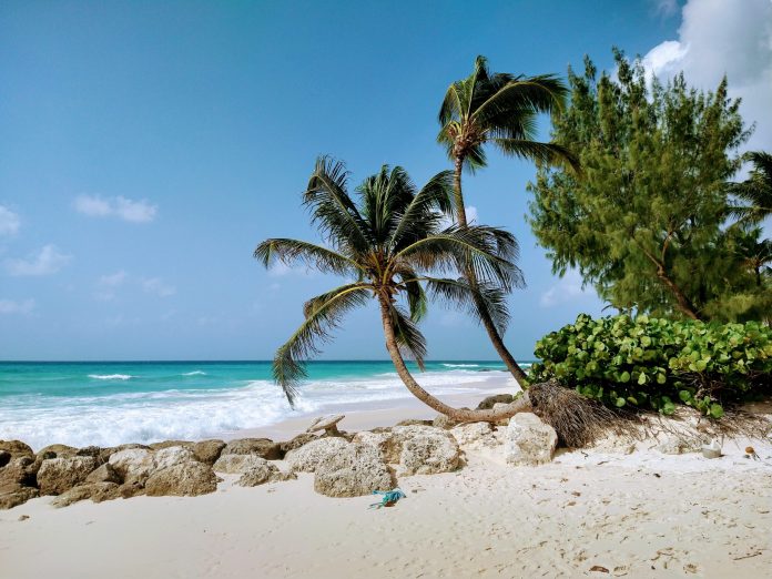 Trabajo y vacaciones bajo las palmeras en una playa de arena de Barbados, en el Caribe, más concretamente en el Sandals Royal Barbados. © 2020, Münzenberg Medien, foto/pie de foto: Stefan Pribnow