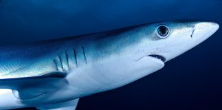 En 1973, el tiburón financiero italiano Michele Sindona fue aclamado como «el representante más destacado del libre emprendimiento».