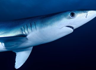 En 1973, el tiburón financiero italiano Michele Sindona fue aclamado como «el representante más destacado del libre emprendimiento».