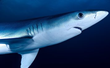 En 1973, el tiburón financiero italiano Michele Sindona fue aclamado como «el representante más destacado del libre emprendimiento».