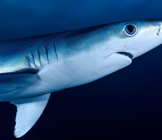 En 1973, el tiburón financiero italiano Michele Sindona fue aclamado como «el representante más destacado del libre emprendimiento».