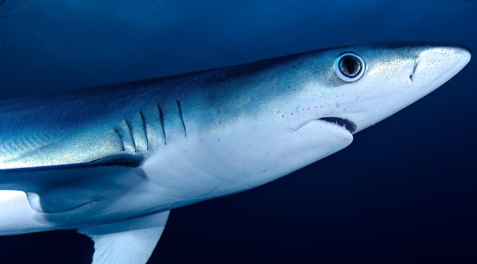 En 1973, el tiburón financiero italiano Michele Sindona fue aclamado como «el representante más destacado del libre emprendimiento».