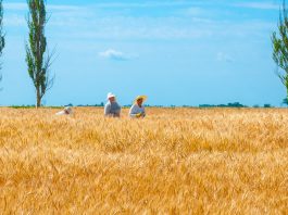 La tierra negra de Ucrania y la realidad oculta en un país dejado en ruinas