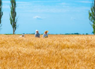 La tierra negra de Ucrania y la realidad oculta en un país dejado en ruinas