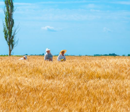 La tierra negra de Ucrania y la realidad oculta en un país dejado en ruinas