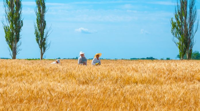 La tierra negra de Ucrania y la realidad oculta en un país dejado en ruinas