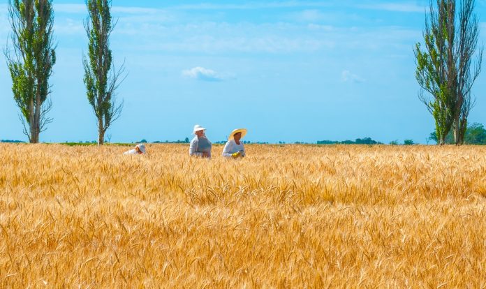 Una imagen kitsch y cliché de Ucrania. Fuente: Pixabay, foto: voffka offk