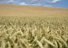 ¿Están el mercado de los fertilizantes y el mercado alimentario en el punto de mira?