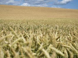 ¿Están el mercado de los fertilizantes y el mercado alimentario en el punto de mira?