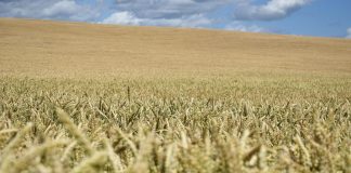 ¿Están el mercado de los fertilizantes y el mercado alimentario en el punto de mira?