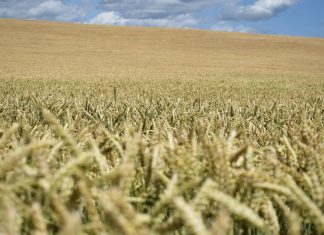 ¿Están el mercado de los fertilizantes y el mercado alimentario en el punto de mira?