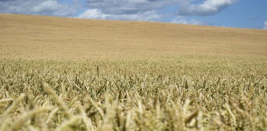 ¿Están el mercado de los fertilizantes y el mercado alimentario en el punto de mira?